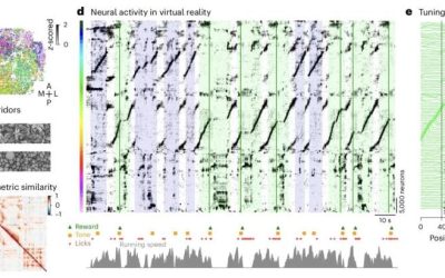 Novel visualization method helps make sense of large neuronal activity datasets