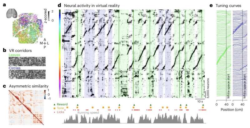 Novel visualization method helps make sense of large neuronal activity datasets