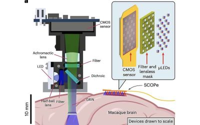 New ultrathin optical device can precisely capture and stimulate the mammalian brain