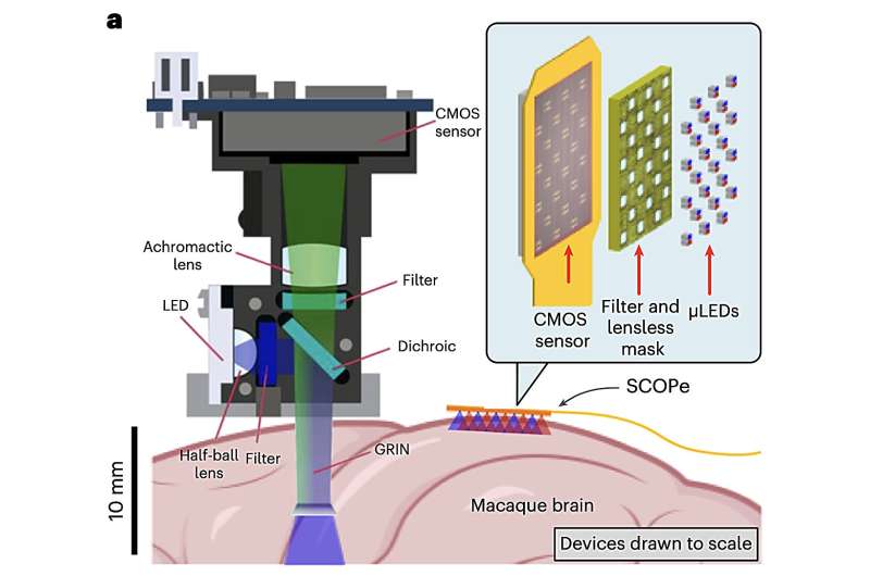 New ultrathin optical device can precisely capture and stimulate the mammalian brain