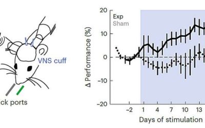 Vagus nerve stimulation enhances perceptual learning in mice, study suggests