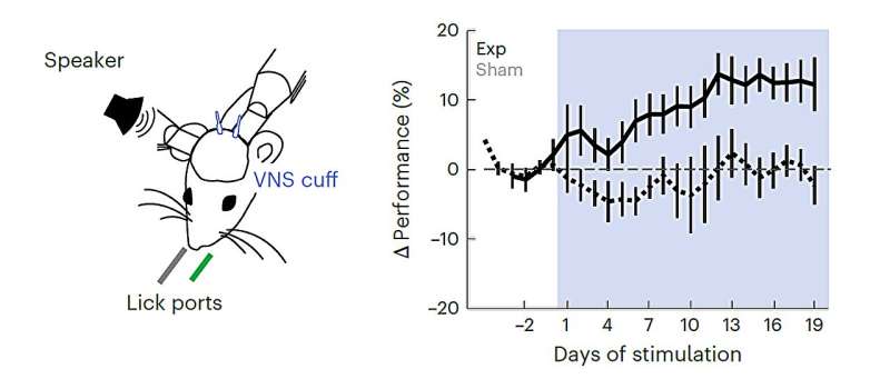 Vagus nerve stimulation enhances perceptual learning in mice, study suggests