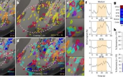 Precise map of primate foveolar cortex uncovers intricacies of brain’s visual system