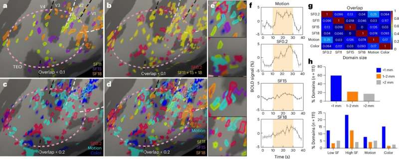 Precise map of primate foveolar cortex uncovers intricacies of brain’s visual system