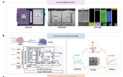 Optoelectronic device mimics human vision for diversified in-sensor computing