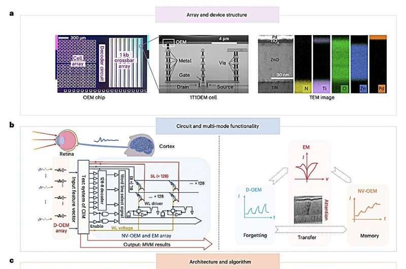 Optoelectronic device mimics human vision for diversified in-sensor computing