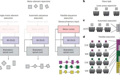 Flexibility demands influence motor cortex’s involvement in execution of motor sequences, rat study finds