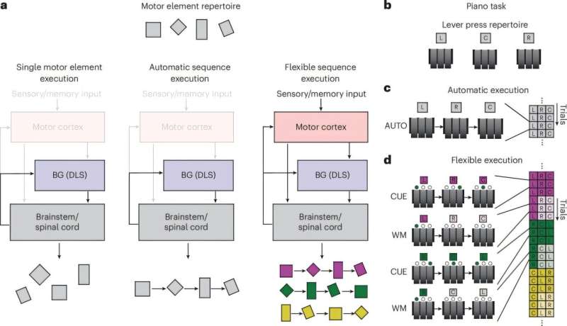 Flexibility demands influence motor cortex’s involvement in execution of motor sequences, rat study finds