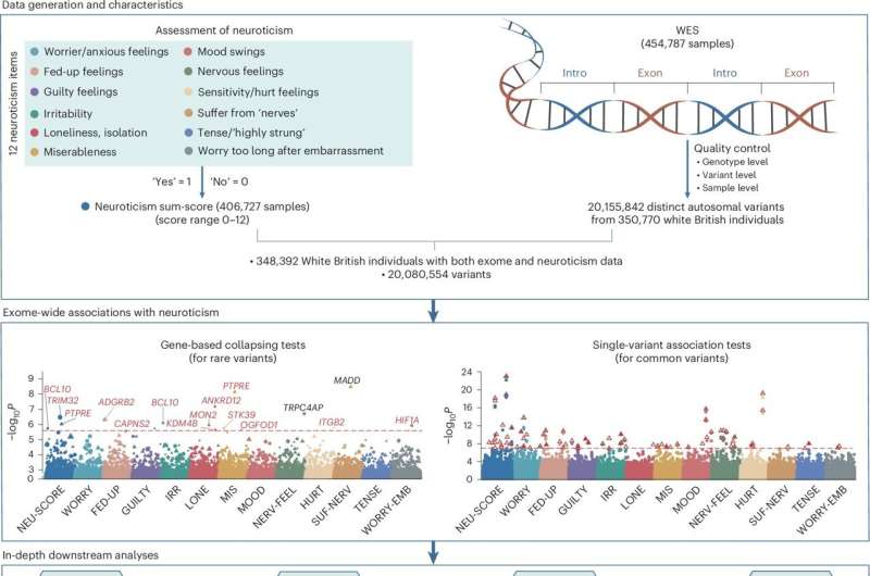 Large-scale genetic study identifies 14 genes linked to neuroticism