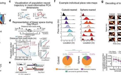 Rodent study explores how early Euclidean geometry experiences shape hippocampal development