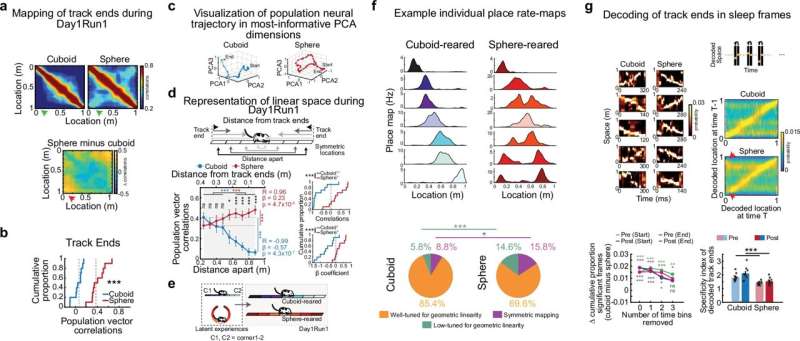 Rodent study explores how early Euclidean geometry experiences shape hippocampal development