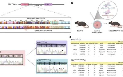 Genetically modified mice hint at tau hyperphosphorylation’s early role in neurodegenerative diseases