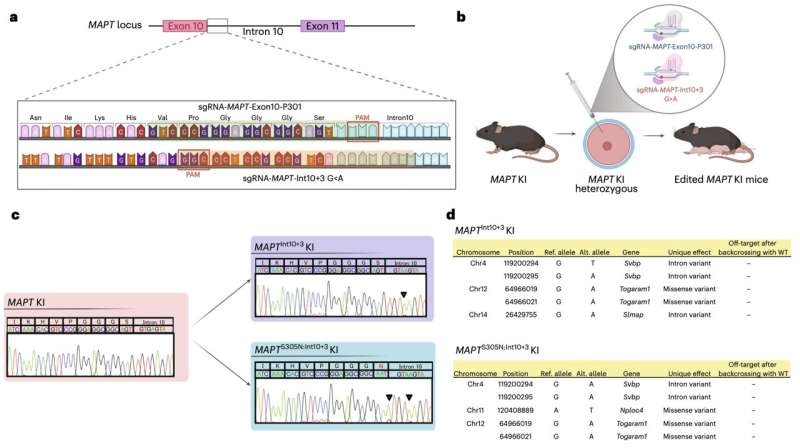 Genetically modified mice hint at tau hyperphosphorylation’s early role in neurodegenerative diseases