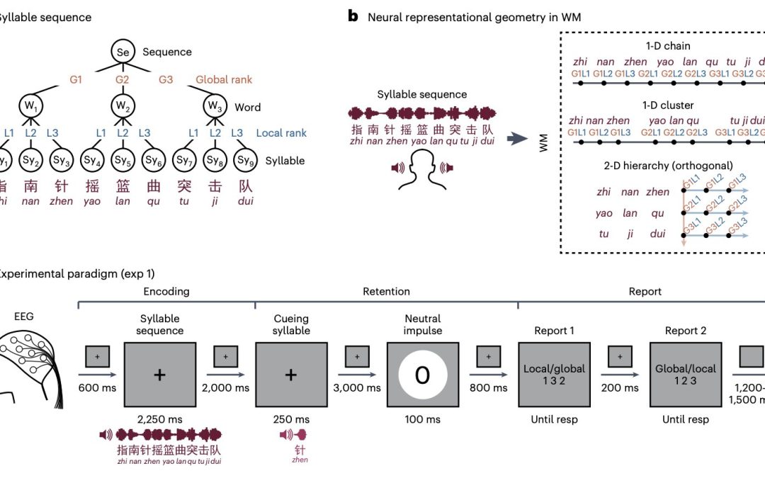 Study shows that 2D neural geometry underlies hierarchical organization of sequences in human working memory