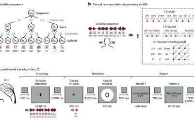 Study shows that 2D neural geometry underlies hierarchical organization of sequences in human working memory