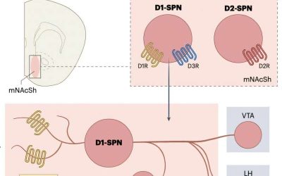 Dopamine acts on motivation and reinforcement learning via distinct cellular processes, study suggests