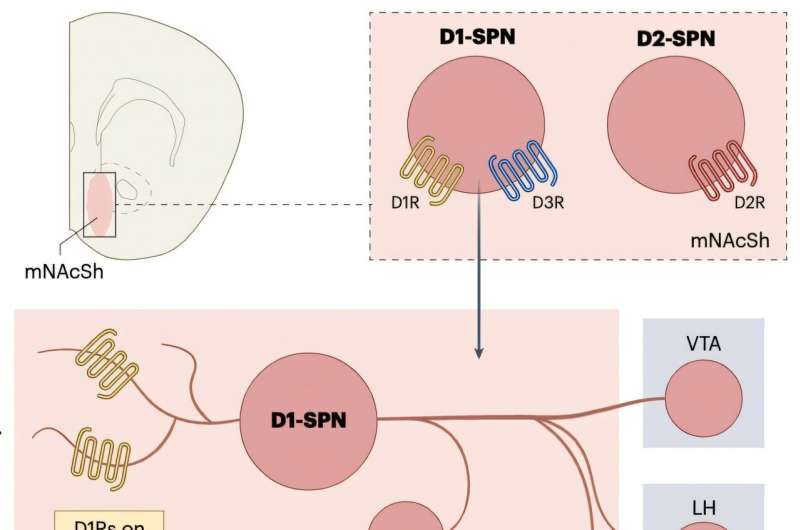 Dopamine acts on motivation and reinforcement learning via distinct cellular processes, study suggests