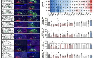 Neuronal subtypes study uncovers parallel gut-to-brain pathways that regulate feeding behaviors