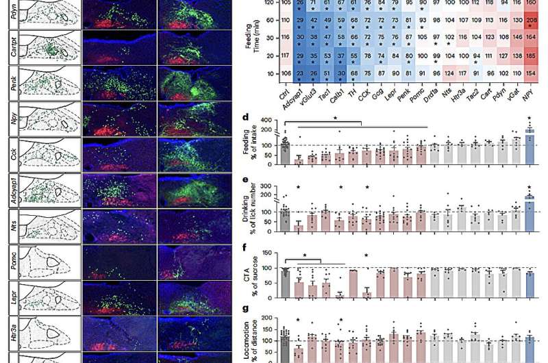 Neuronal subtypes study uncovers parallel gut-to-brain pathways that regulate feeding behaviors