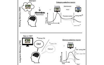 Single-neuron mechanism may bridge gap between working memory and long-term memory