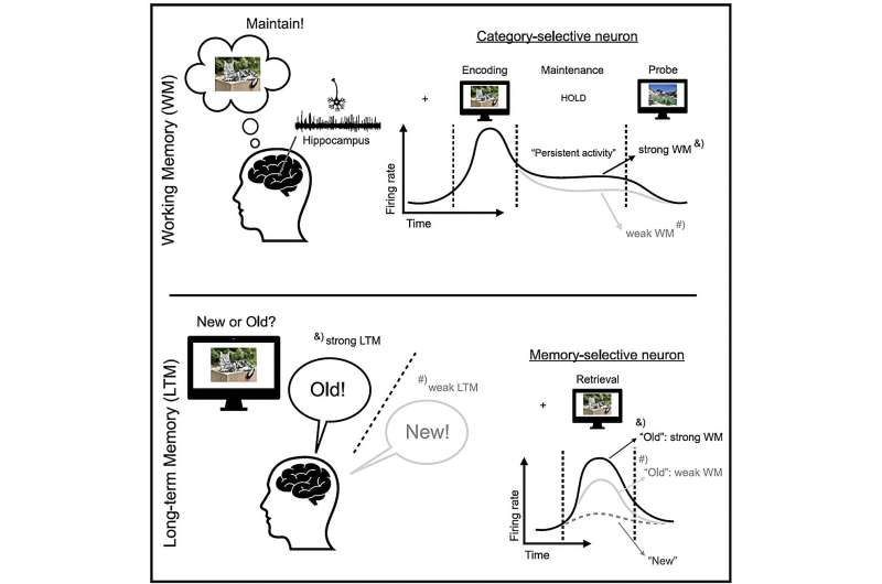 Single-neuron mechanism may bridge gap between working memory and long-term memory