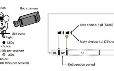 Risk preference is governed by different hypothalamus–habenula circuits, study finds