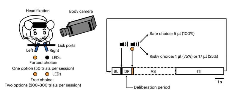 Risk preference is governed by different hypothalamus–habenula circuits, study finds