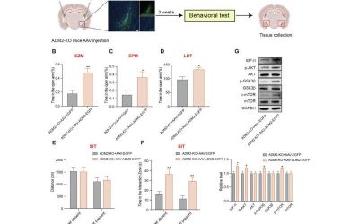 Blood vessel growth factor alleviates anxious behaviors in mouse study