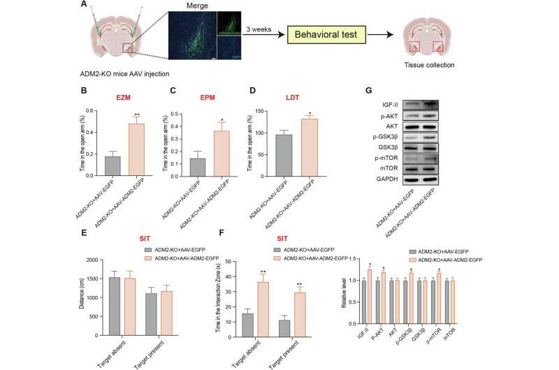 Blood vessel growth factor alleviates anxious behaviors in mouse study