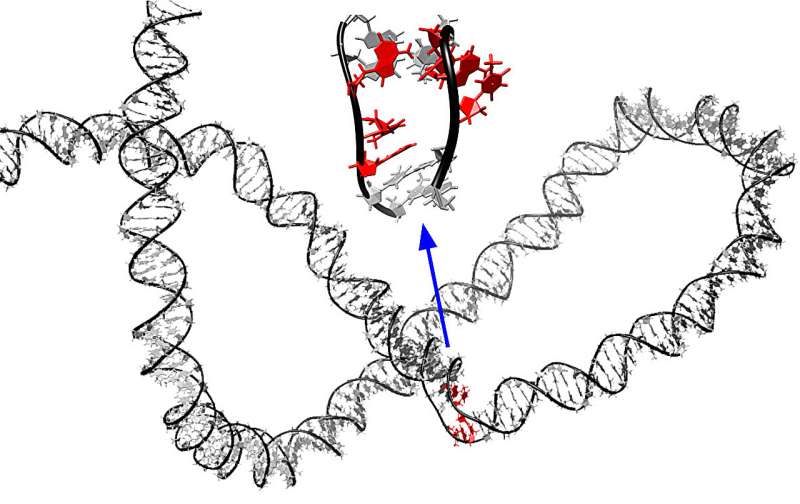 Molecular simulations provide new insights into the dynamics of supercoiled DNA