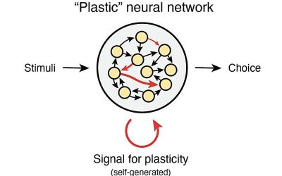 Brain-inspired neural networks reveal insights into biological basis of relational learning