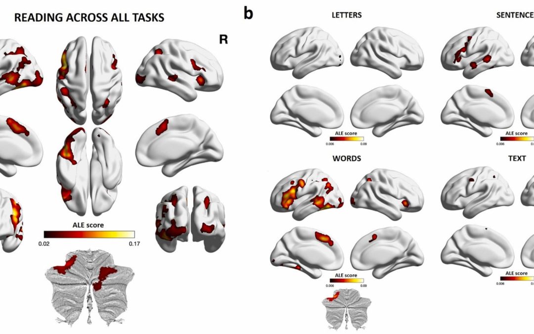 A comprehensive look at what happens in the brain when we’re reading