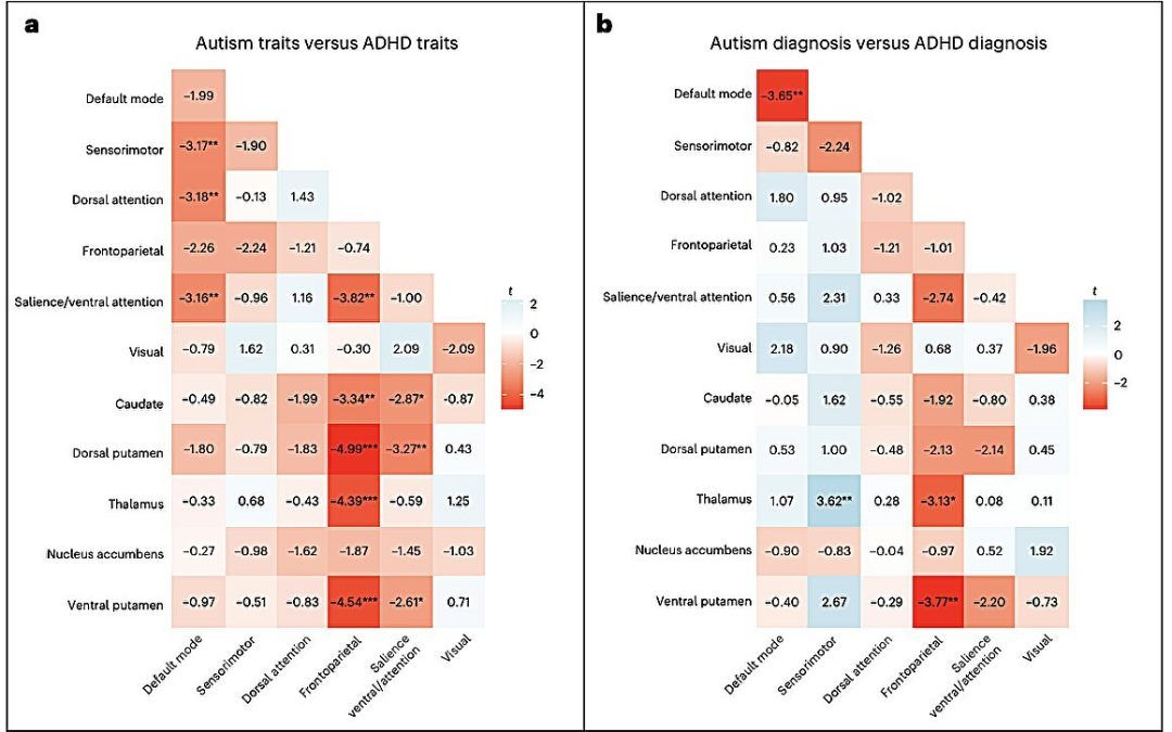 Autism and ADHD have distinct brain connectivity signatures, study finds
