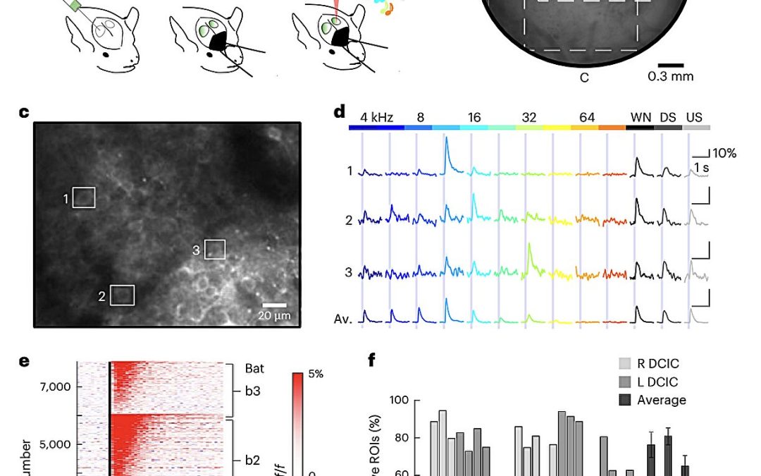 Clustered neurons in bat midbrain encode categories of vocalizations, study finds