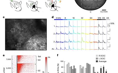 Clustered neurons in bat midbrain encode categories of vocalizations, study finds