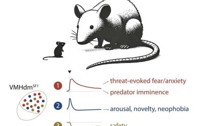Distinct neuron populations in the hypothalamus encode states associated with predator-related threats