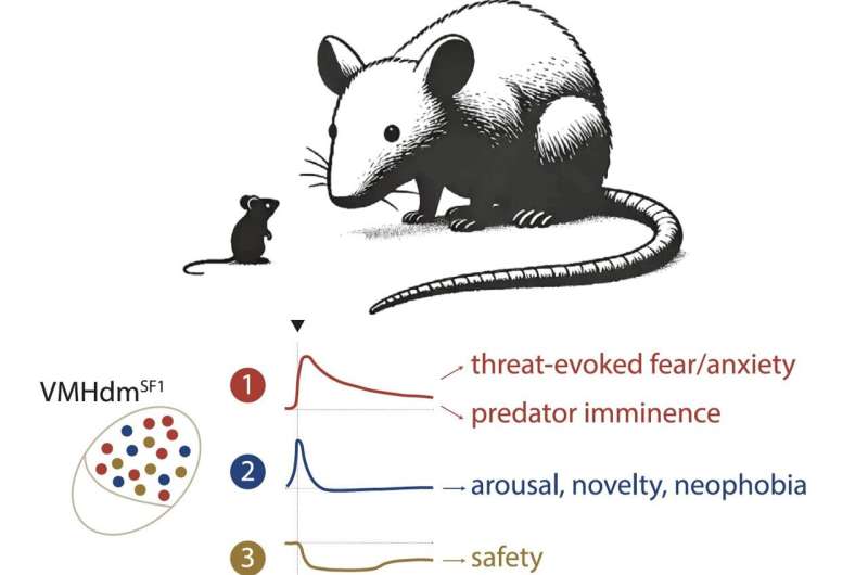 Distinct neuron populations in the hypothalamus encode states associated with predator-related threats