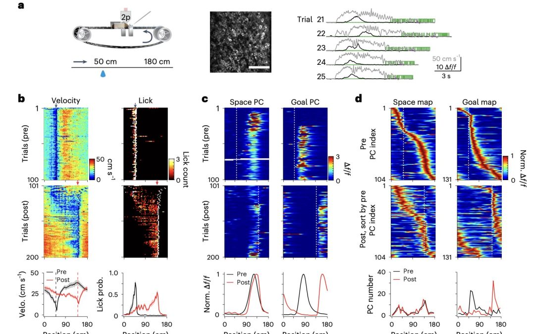 How experience shapes hippocampal place cell activity to create flexible cognitive maps