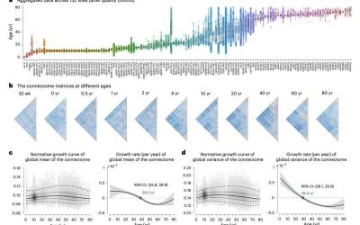 Large-scale study explores lifespan changes in the human brain’s functional connectivity