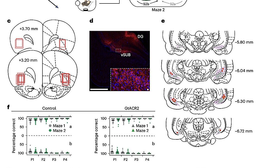 Parallel activity in orbitofrontal cortex and hippocampus shapes cognitive maps and schemas, study suggests