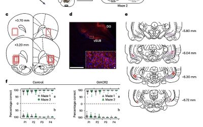 Parallel activity in orbitofrontal cortex and hippocampus shapes cognitive maps and schemas, study suggests