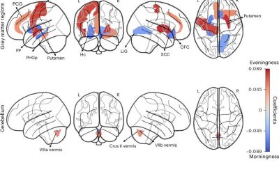 New insight into the neurobiological roots of being a ‘morning person’ or ‘night owl’