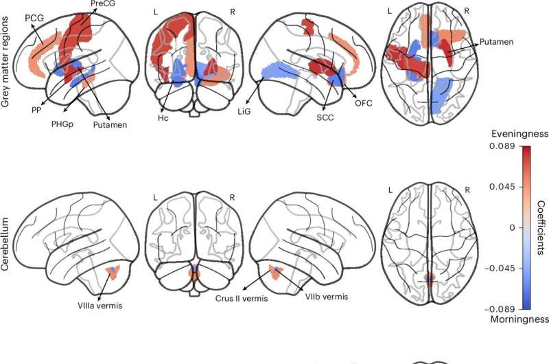 New insight into the neurobiological roots of being a ‘morning person’ or ‘night owl’
