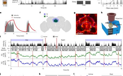 Glial cells may play key role in managing sleep and metabolism, fruit fly study suggests