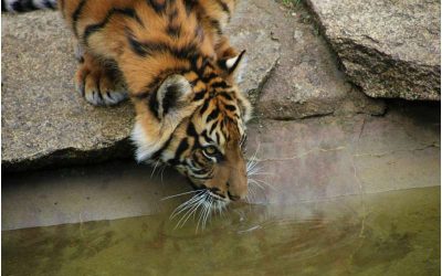 The protein TMEM63B allows mammals to feel thirsty, study finds