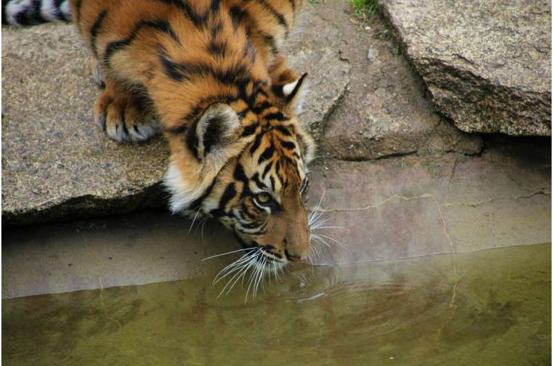 The protein TMEM63B allows mammals to feel thirsty, study finds
