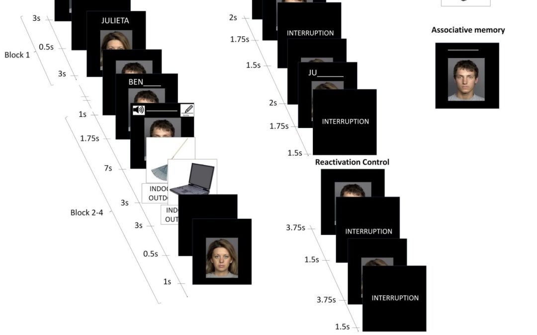 Reactivation of specific memories can indirectly strengthen related ones, study finds
