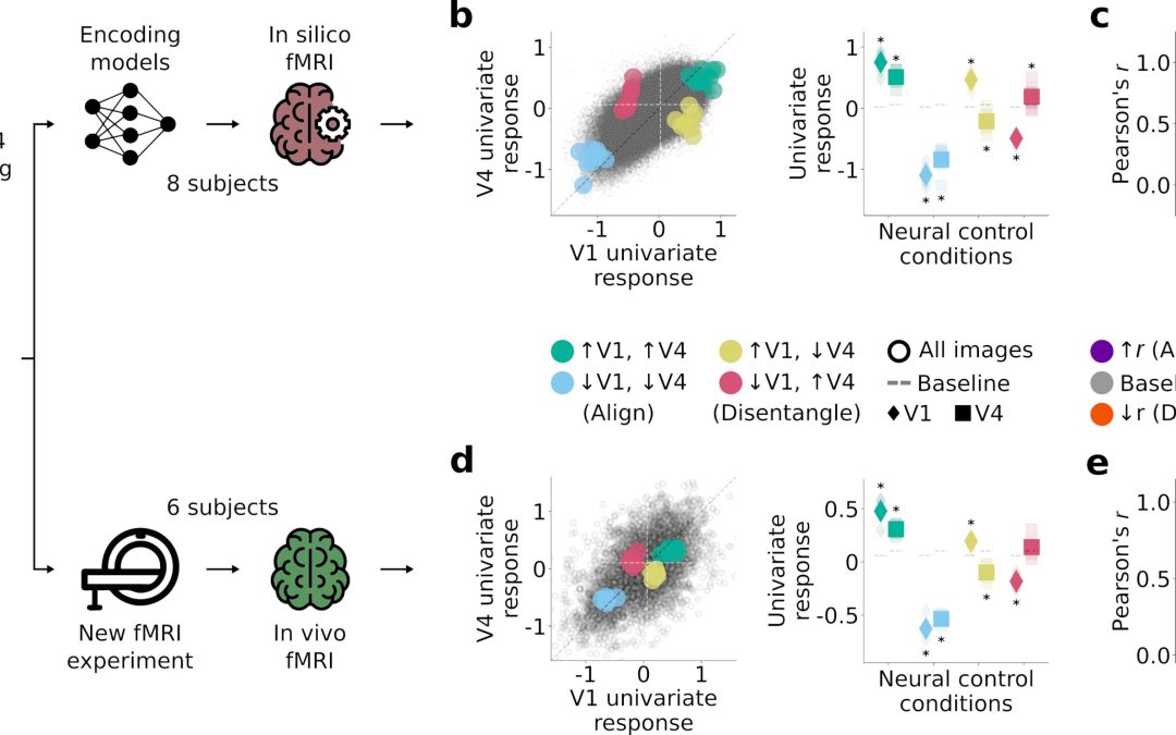 Computational models explore how regions of the visual cortex jointly represent visual information