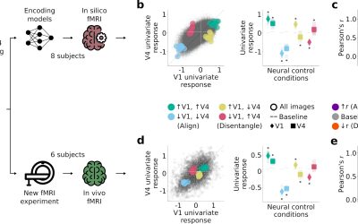 Computational models explore how regions of the visual cortex jointly represent visual information