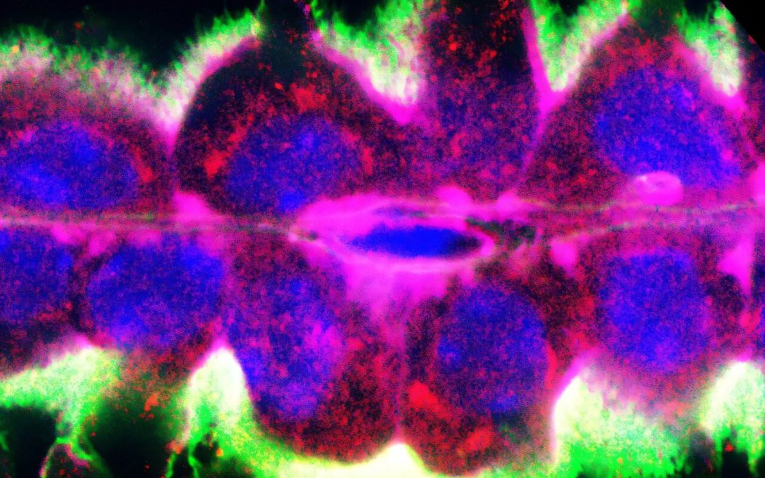 How choroid plexus apocrine secretion shapes fetal brain development